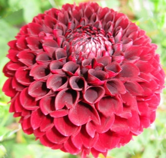 Dahlia ' JOWEY MIRELLA '  (Min.D.)  Weyts  Bel.  2008  Fred. De Meulder, Holland 2018  (David Brown)